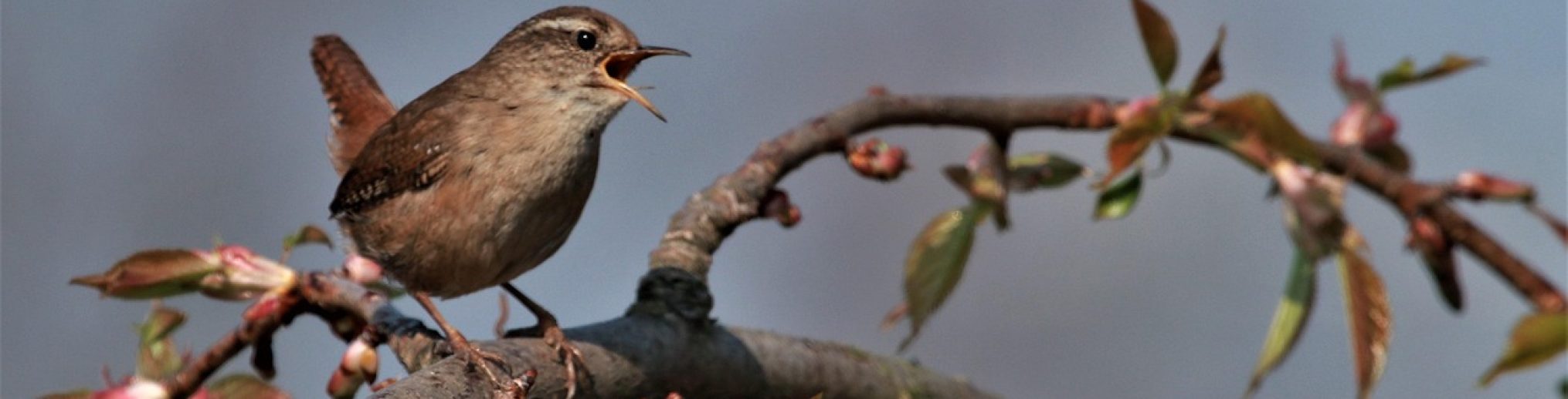 Schwäbischer Albverein | Ortsgruppe Öschingen